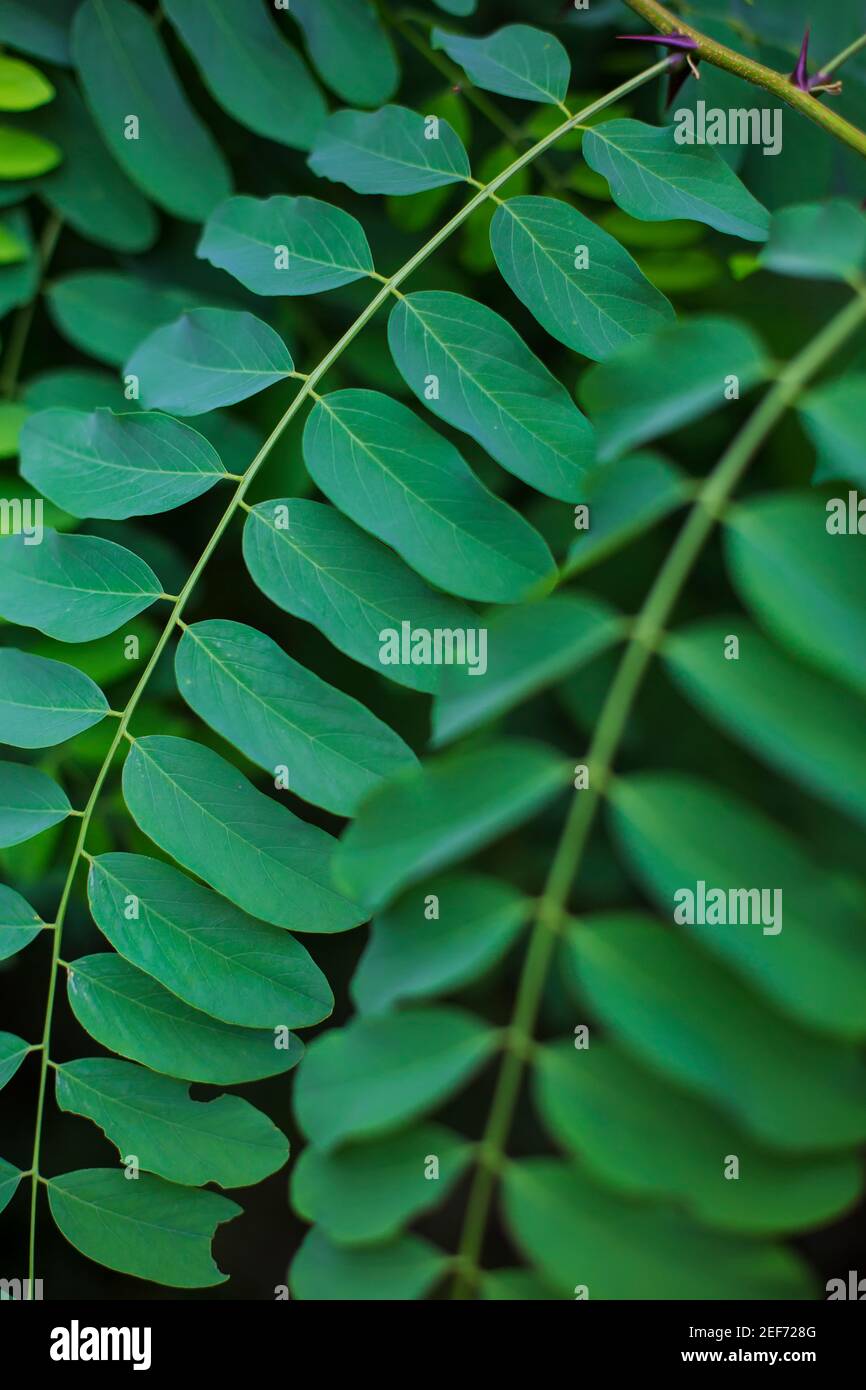 Closeup stem leaves desert hi-res stock photography and images - Alamy