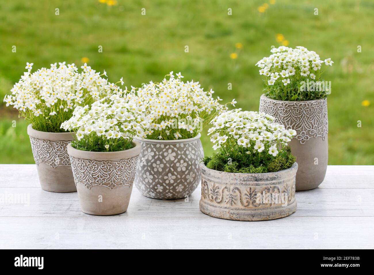 Saxifraga arendsii (Schneeteppich) flowers on green background, copy space Stock Photo