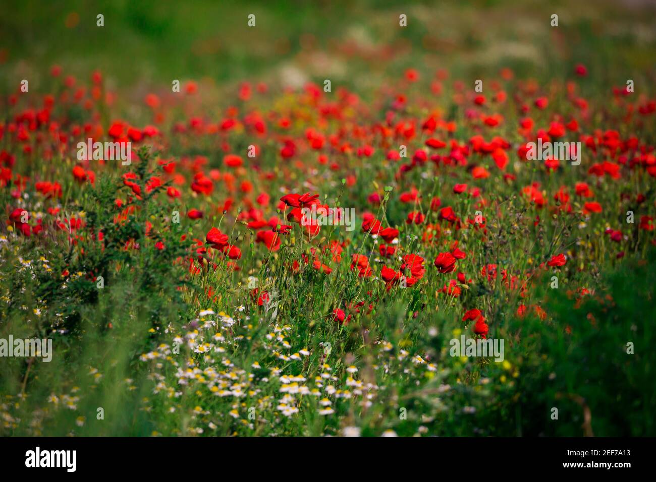 Colorful poppy field hi-res stock photography and images - Alamy