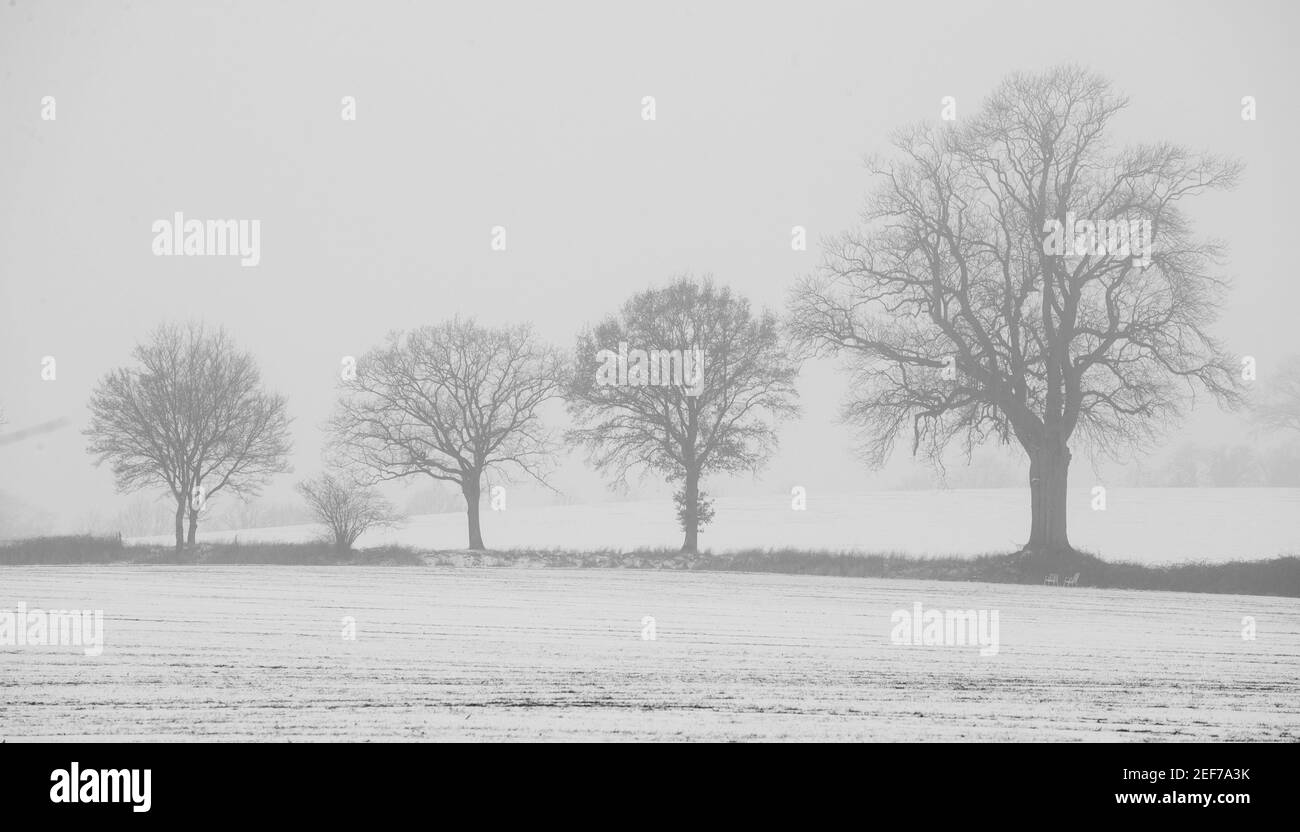 Hohwacht, Deutschland. 16th Feb, 2021. firo: 16.02.2021 Country and people, winter, Hohwacht Bay, winter landscape, weather, Baltic Sea, Kv§lte, light mood, Schleswig -Holstein, weather, landscape, winter, fog, Bv§ume, fields on a cloudy day in Holstein, black and white | usage worldwide Credit: dpa/Alamy Live News Stock Photo
