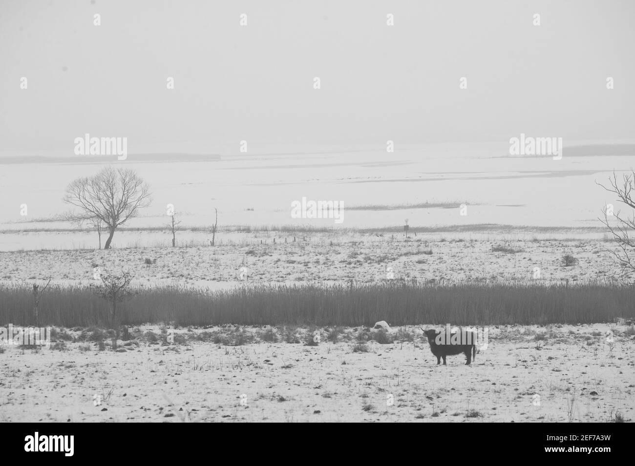 Hohwacht, Deutschland. 16th Feb, 2021. firo: 16.02.2021 Galloway in black and white landscape country and people, winter, Hohwacht Bay, winter landscape, weather, Baltic Sea, Kv§lte, light mood, Schleswig -Holstein, weather, landscape, winter, fog, Bv§ume, arable on a cloudy day in Holstein, black and white | usage worldwide Credit: dpa/Alamy Live News Stock Photo