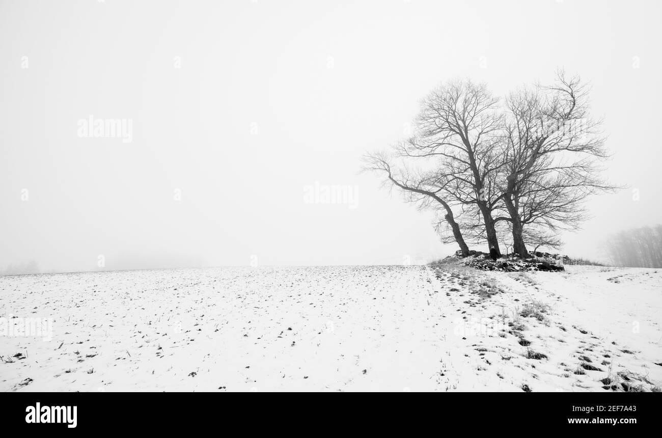 Hohwacht, Deutschland. 16th Feb, 2021. firo: 16.02.2021 Country and people, winter, Hohwacht Bay, winter landscape, weather, Baltic Sea, Kv§lte, light mood, Schleswig -Holstein, weather, landscape, winter, fog, Bv§ume, fields on a cloudy day in Holstein, black and white | usage worldwide Credit: dpa/Alamy Live News Stock Photo