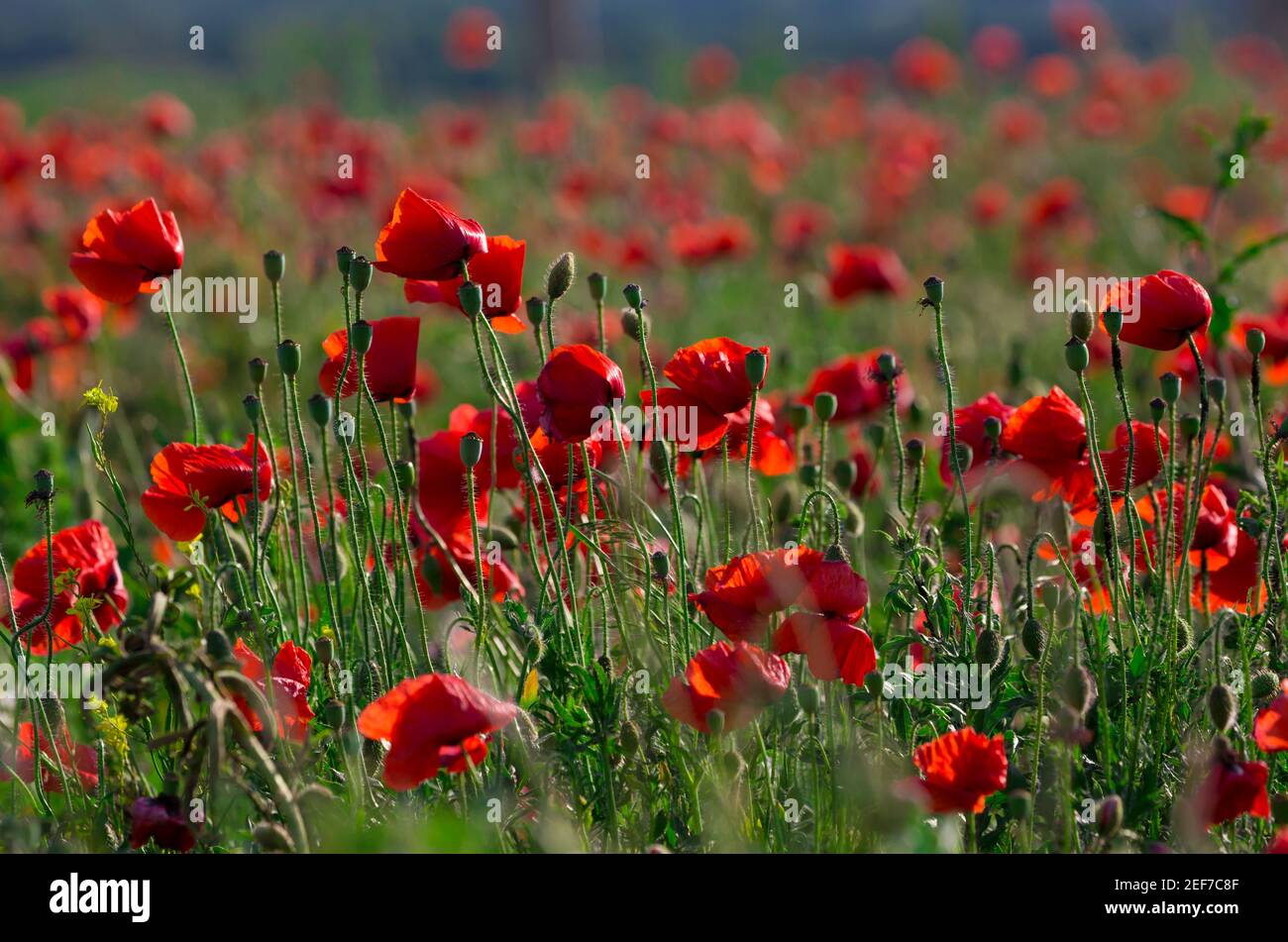 Beautiful field fresh colorful hi-res stock photography and images - Alamy