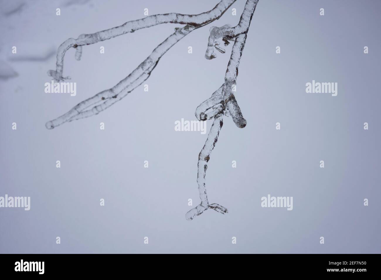 Freezing Rain Tree Usa High Resolution Stock Photography and Images - Alamy