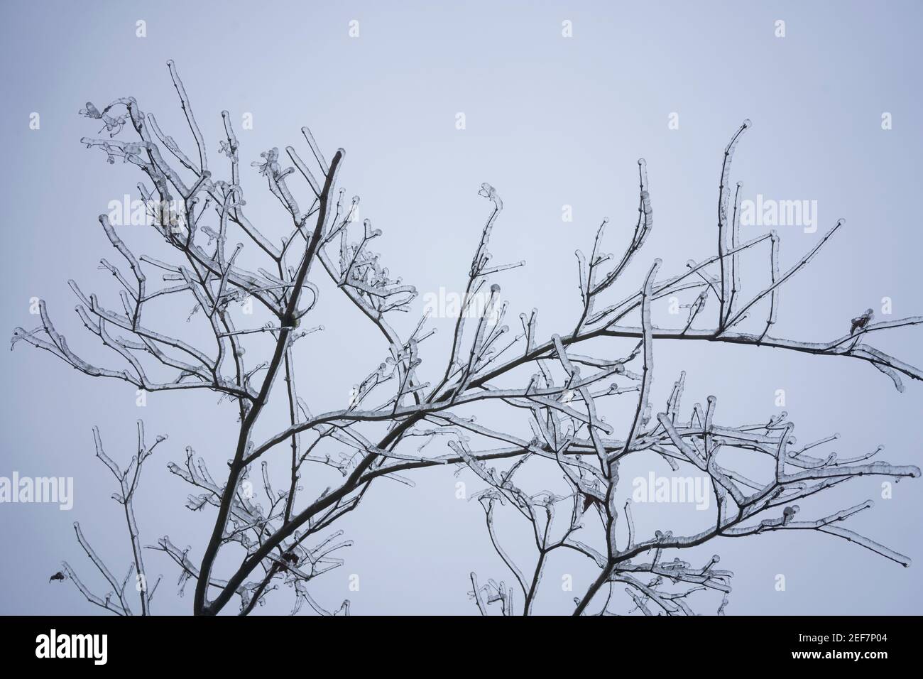 Freezing rain tree usa hi-res stock photography and images - Alamy