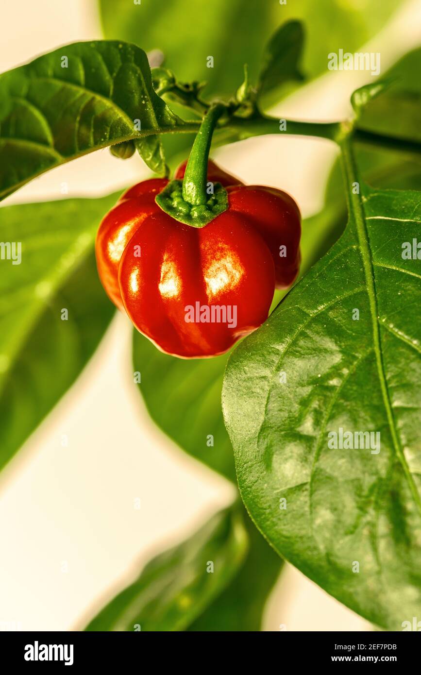 Habanero plant featuring fresh, ripe habanero peppers, ready for