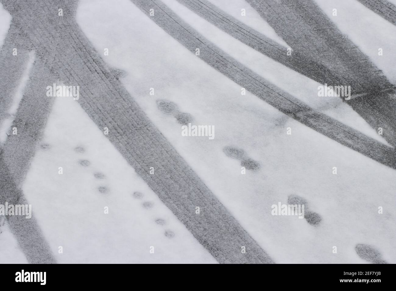 Car tracks and footprints in the snow. Stock Photo