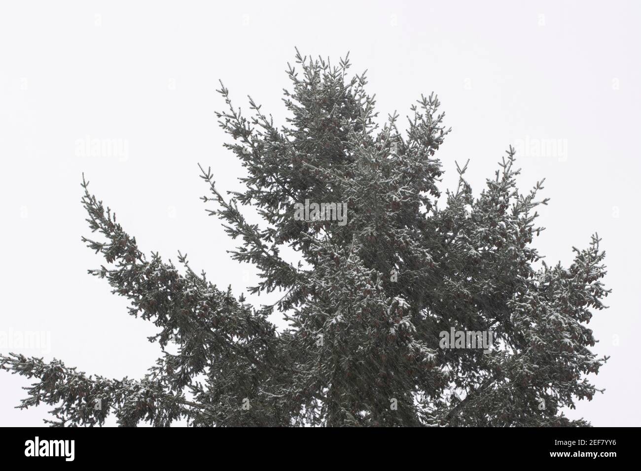 Douglas fir tree on a snowy day. The tree is native to western North America and is also known as Douglas spruce, Oregon pine, and Columbian pine. Stock Photo