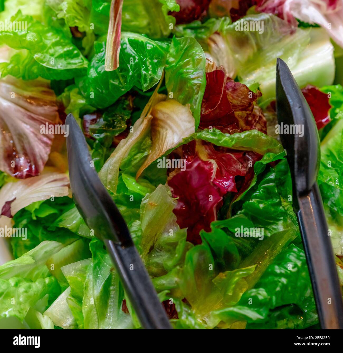 Closeup green and purple lettuce Salad bar buffet at restaurant Fresh Closeup green and purple lettuce Salad bar buffet at restaurant Fresh
