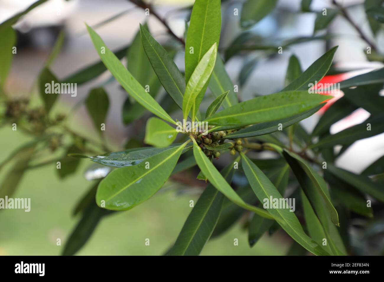 The forest tree Tristaniopsis laurina, commonly known as the Kanooka or Water Gum, belongs to the Myrtaceae family, and is related to the eucalypts. P Stock Photo