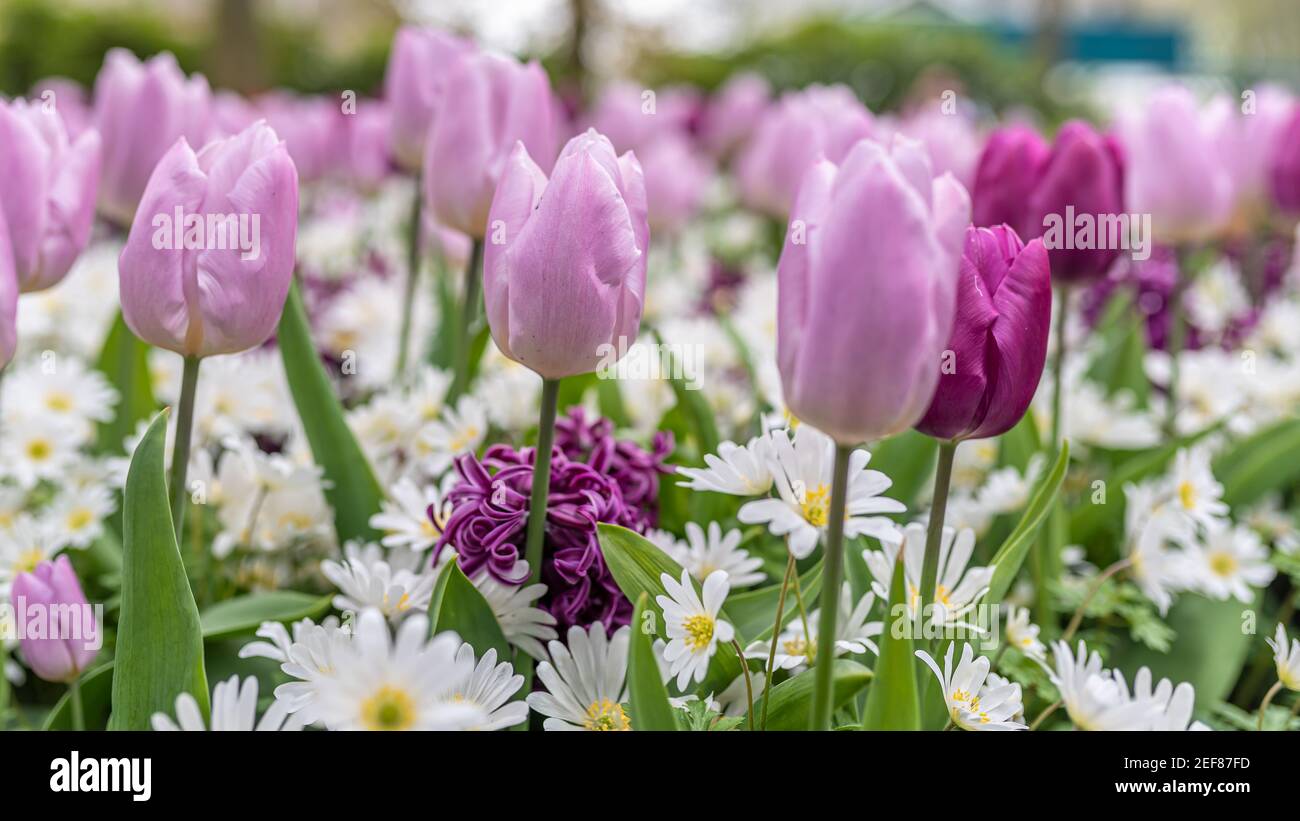 Daisy and tulips hires stock photography and images Alamy