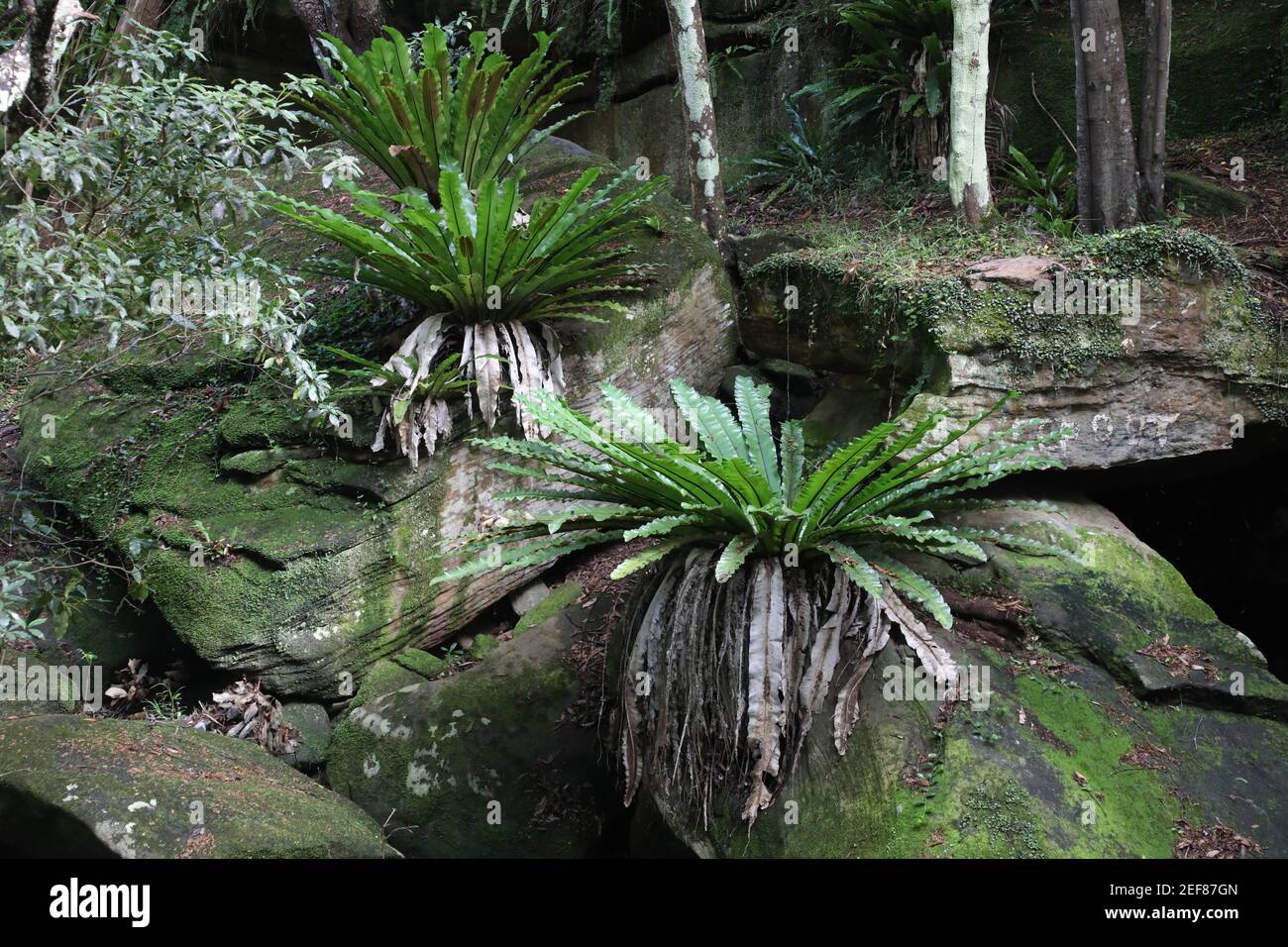 Aspleniaceae family hi-res stock photography and images - Alamy