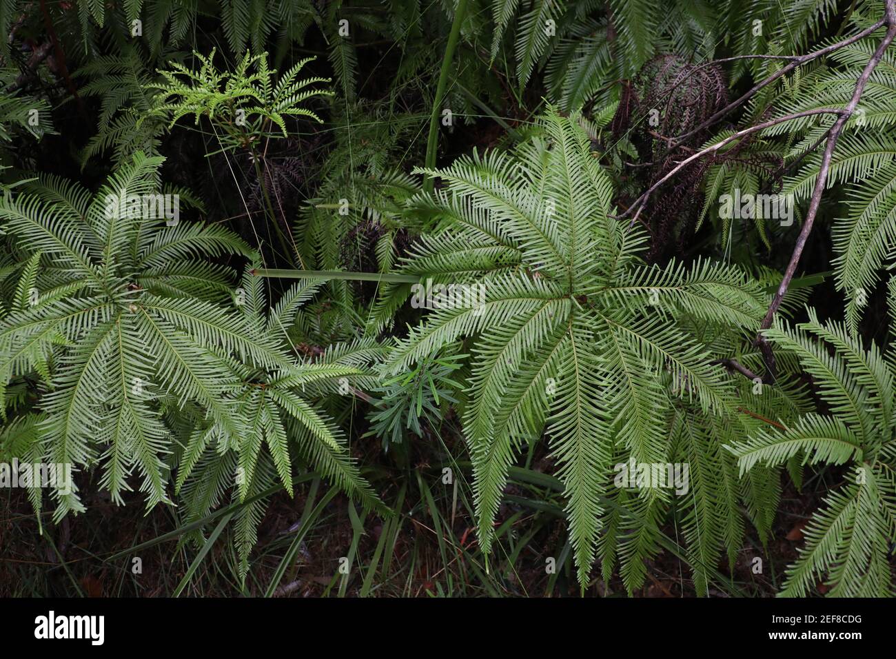 Shield ferns or umbrella ferns (Sticherus) in Sydney, NSW, Australia. Stock Photo