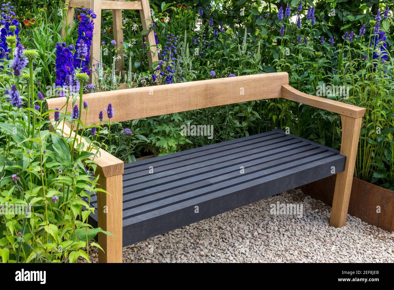 English cottage country garden with wooden garden bench gravel path and flower bed garden border growing Agastache flowers in Summer London UK England Stock Photo