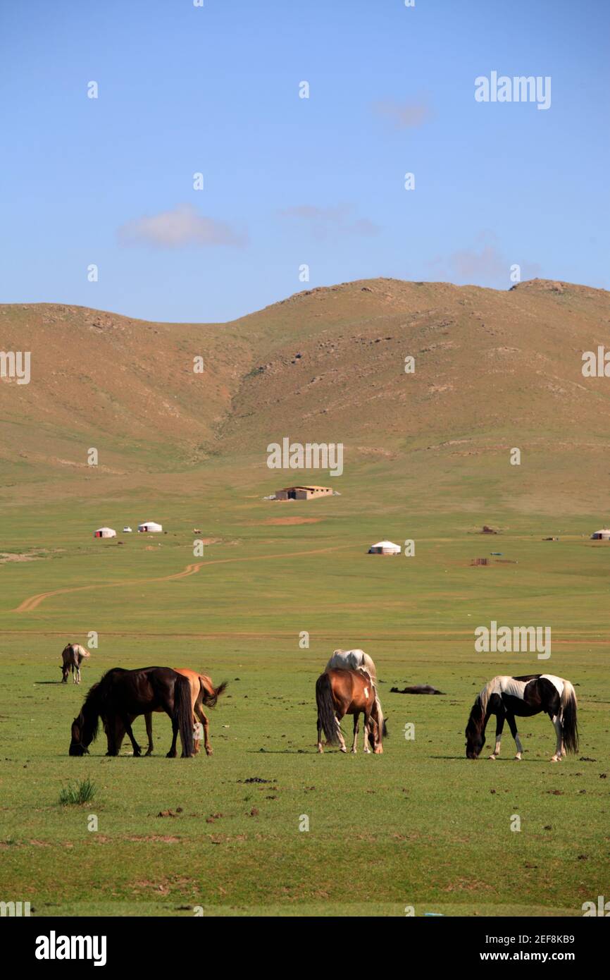 Horses in the steppe, Mongolia Stock Photo - Alamy