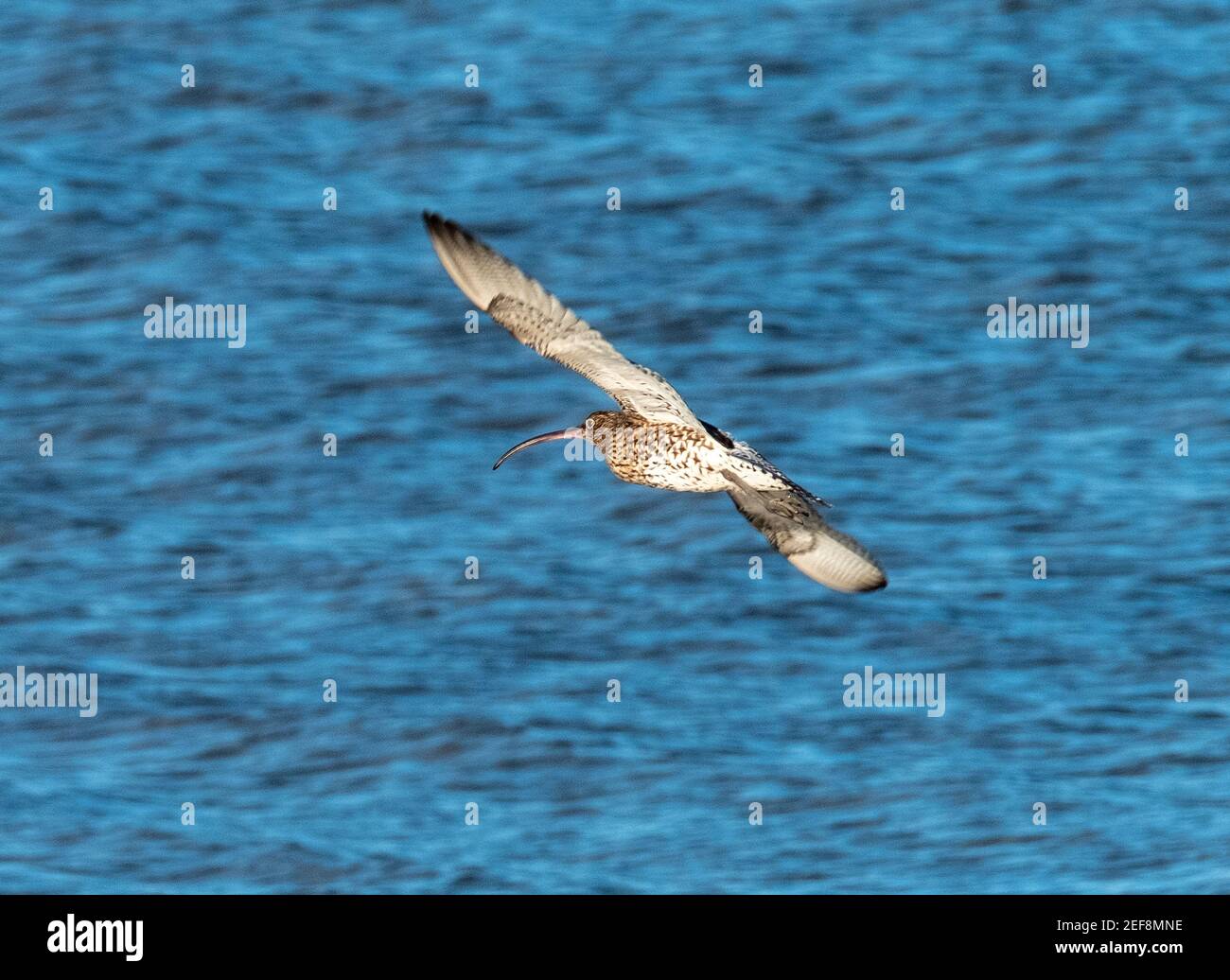 Curlew (Numenius arquata) in flight at the Kinneil Nature Reserve, Bo'ness, West Lothian, Scotland. Stock Photo