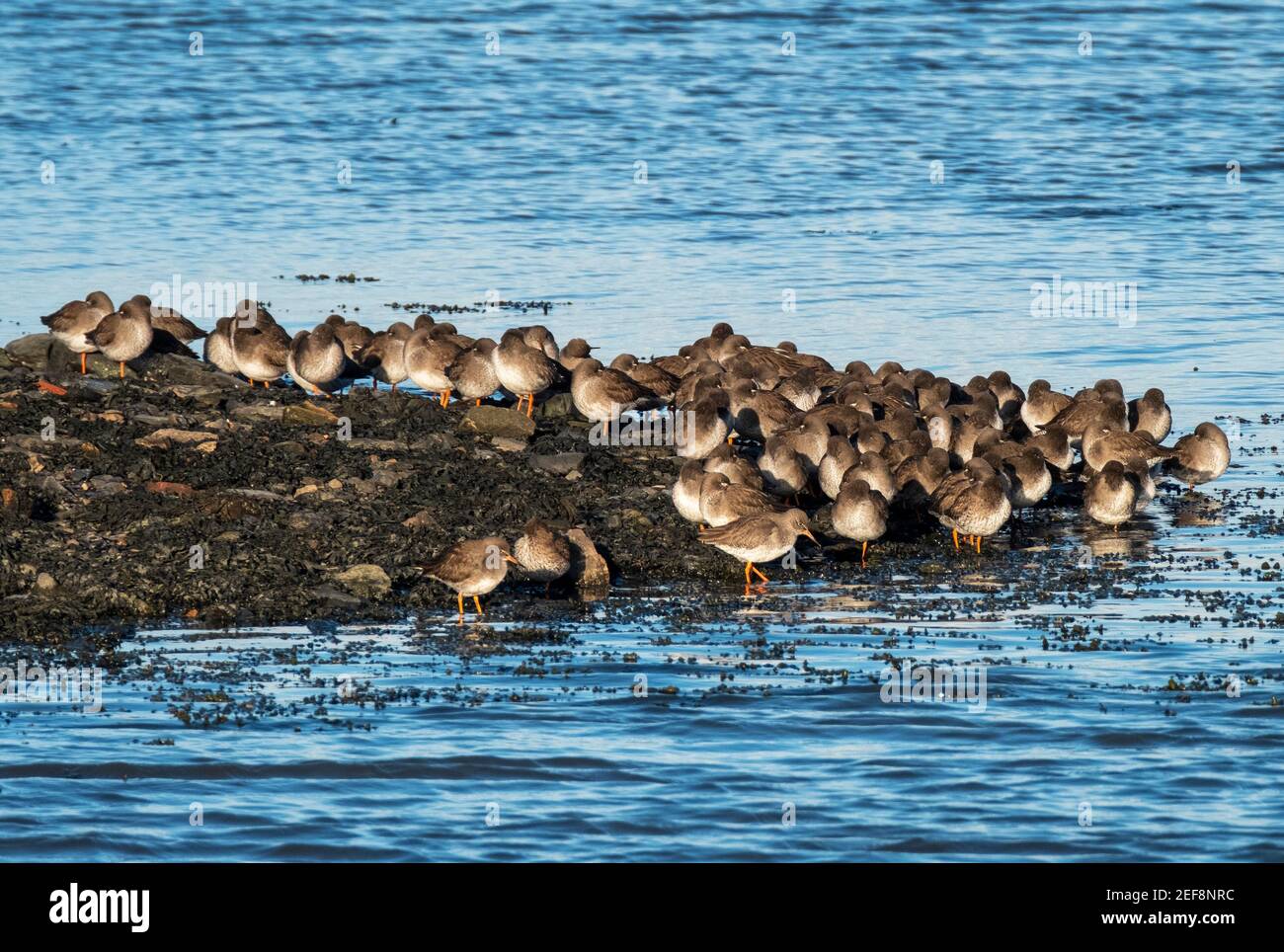 A flock of Common Redshank on the shoreline of the River Forth estuary, Kinneil nature reserve, Bo'ness, West Lothian. Stock Photo