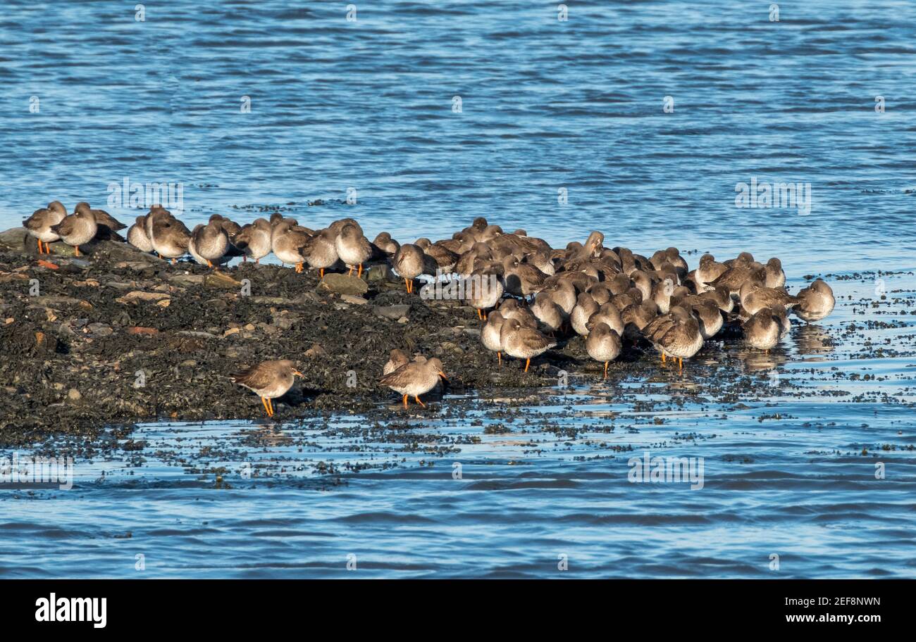 A flock of Common Redshank on the shoreline of the River Forth estuary, Kinneil nature reserve, Bo'ness, West Lothian. Stock Photo