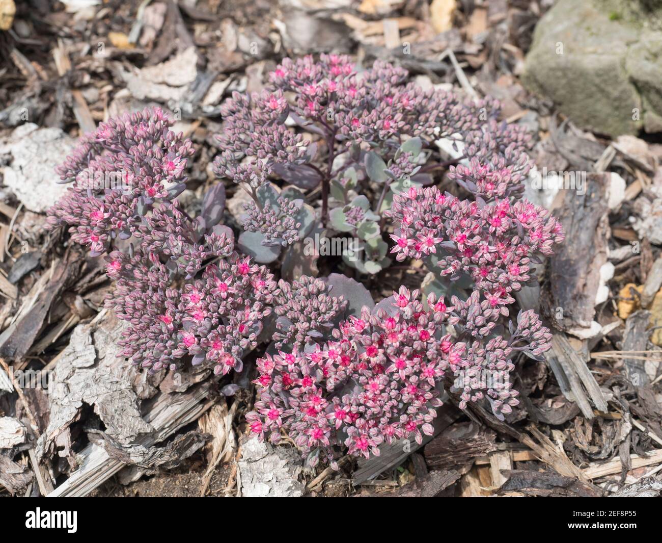 Close up beautiful blooming star shaped pink flowers of Sedum causticola or Stonecrop, a succulent groundcover that flowers in summer and autumn. Top Stock Photo