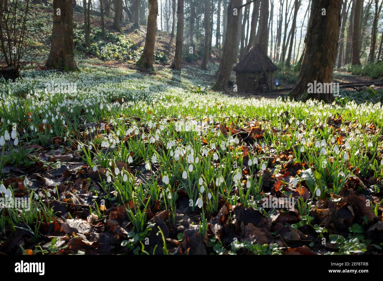 One of the UK’s finest displays of snowdrops - more than five million - are at the Painswick Rococo Garden near Stroud in Gloucestershire. Stock Photo