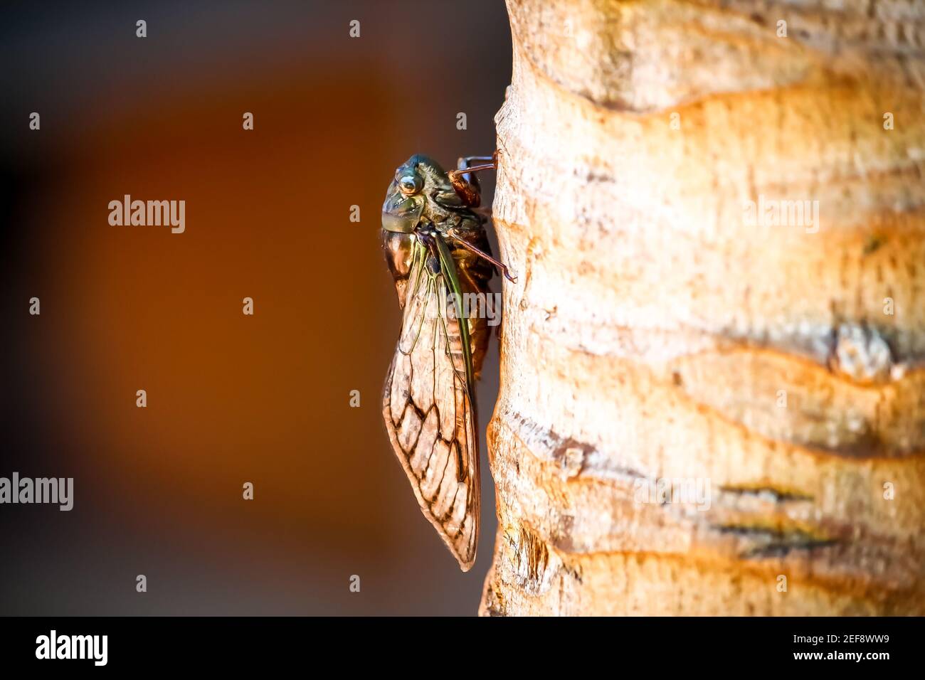 Close up of Cicada on tree tropical Stock Photo
