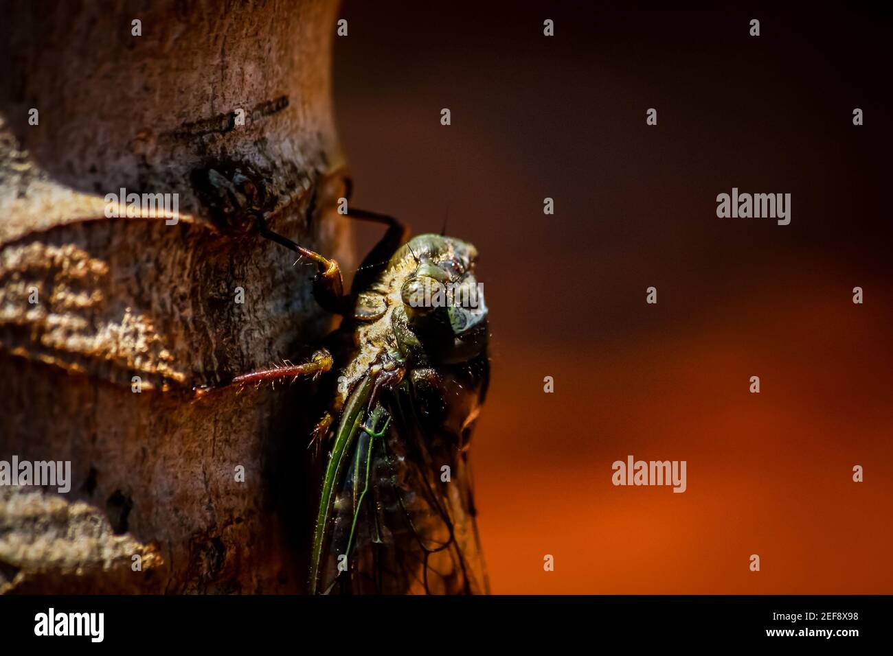 Close up of Cicada on tree tropical Stock Photo