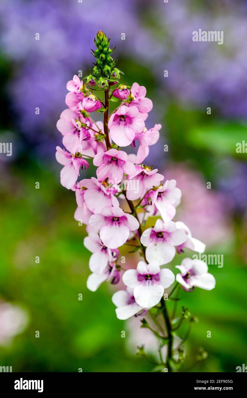 Diascia Lilac Belle a summer autumn herbaceous lavender pink perennial flower plant commonly known as twinspur stock photo image Stock Photo