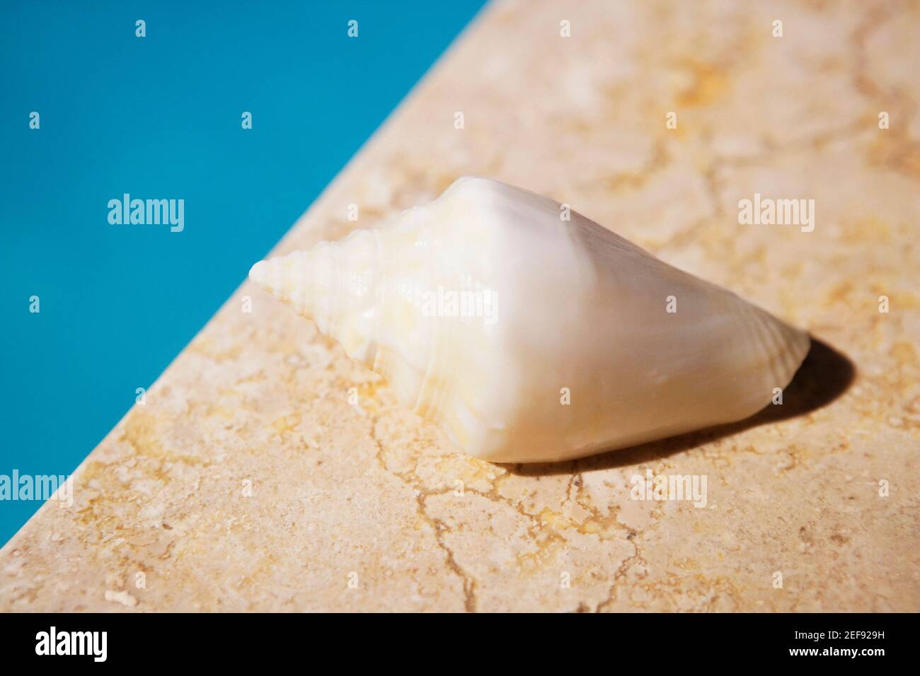 Conch pool hi-res stock photography and images - Alamy