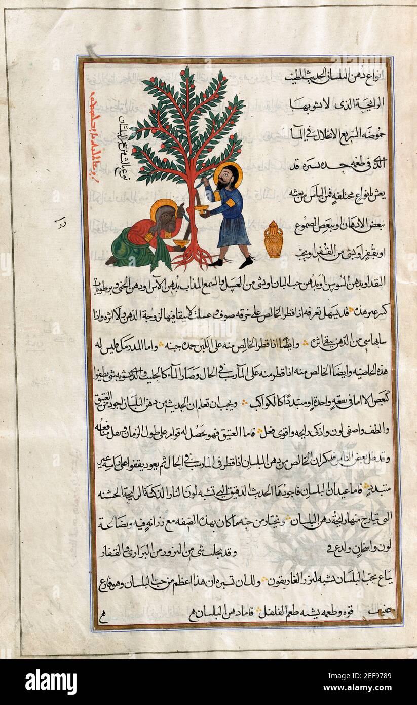 Identified in book as Arabian balsam tree.  Commiphora gileadensis.  After an illustration by Mirza Baqir in a 19th century Iranian book of Greek physician and botanist Pedanius Dioscorides's 1st century AD work De Materia Medica. Stock Photo