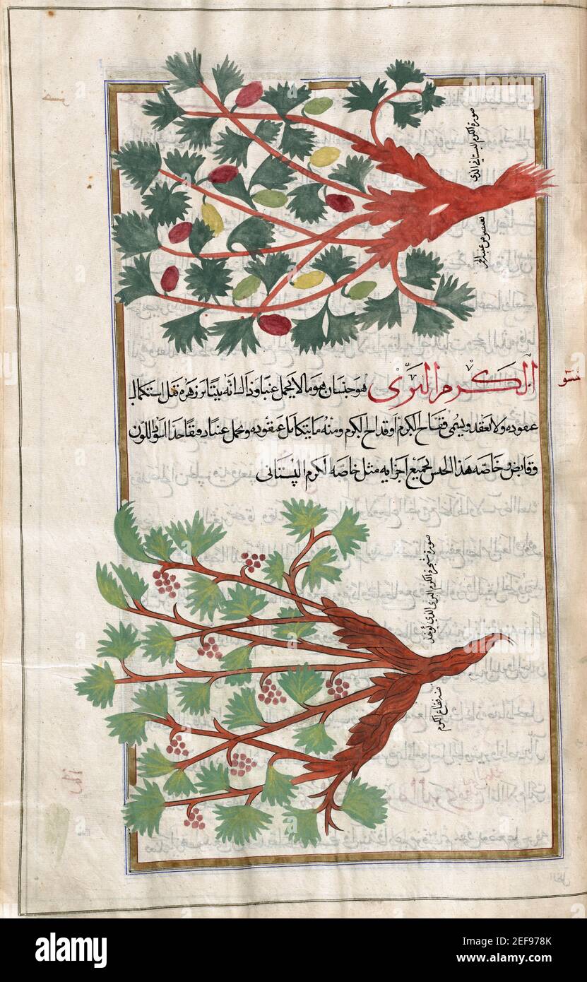 Identified in book as Grapevine.  Vitis vinifera.  After an illustration by Mirza Baqir in a 19th century Iranian book of Greek physician and botanist Pedanius Dioscorides's 1st century AD work De Materia Medica. Stock Photo