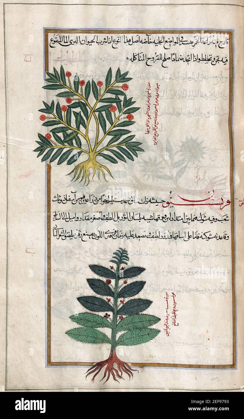 Identified in book as TOP: Evening primrose. Oenothera biennis. BOTTOM: Melancholy thistle.  Cirsium heterophyllum. After an illustration by Mirza Baqir in a 19th century Iranian book of Greek physician and botanist Pedanius Dioscorides's 1st century AD work De Materia Medica. Stock Photo