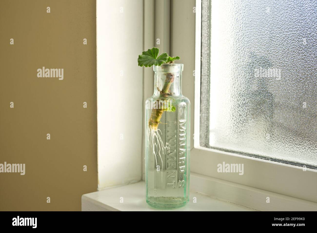 Geranium cutting sprouting roots in water on a bright windowsill. Stock Photo