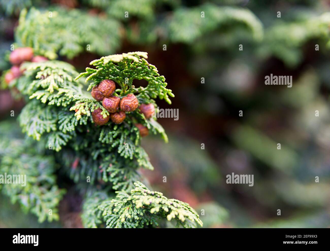 Closeup of seed cones on a Hinoki Cypress tree 'Chamaecyparis obtusa' in a Winter garden. Stock Photo