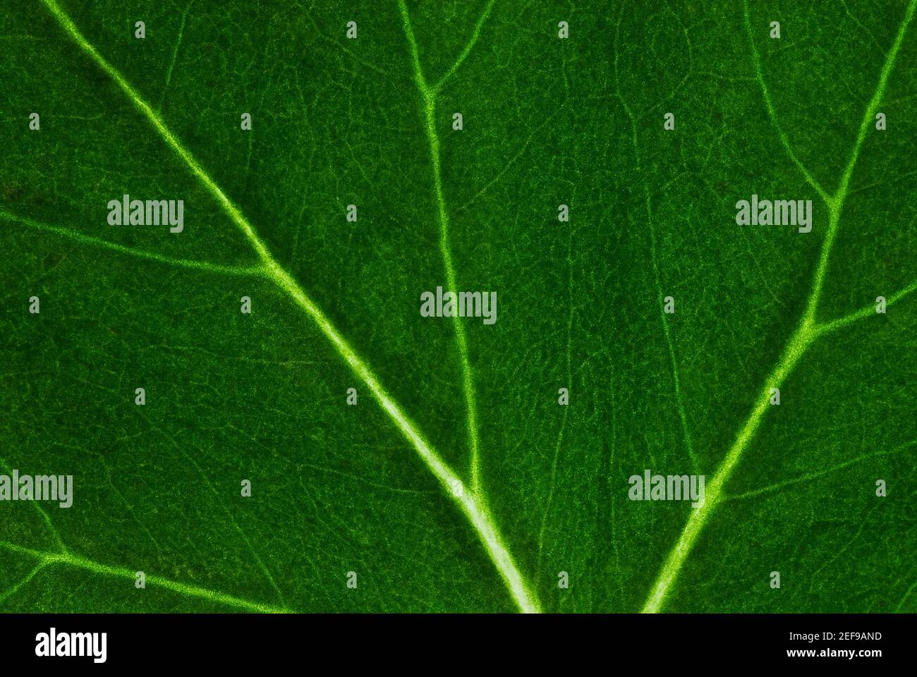 Extreme close up leaf hi-res stock photography and images - Alamy
