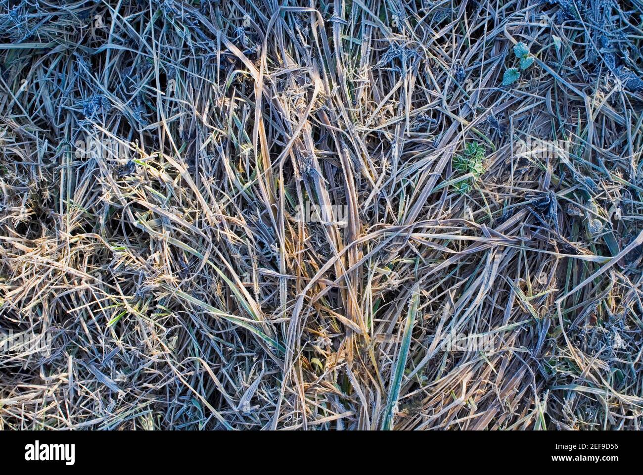 Grass extreme close up detail hi-res stock photography and images - Alamy