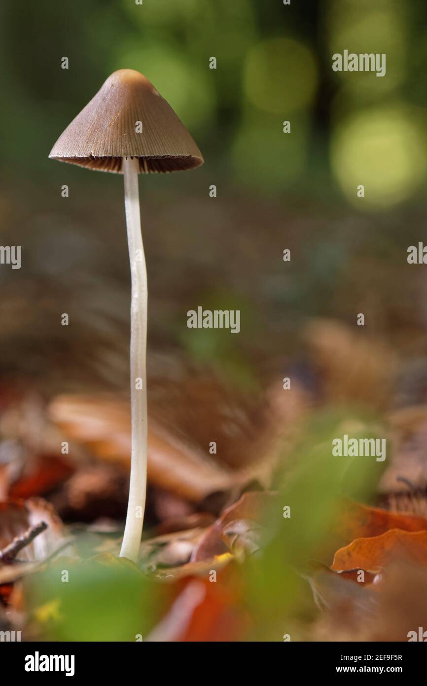 Conical brittlestem (Parasola conopilea / Psathyrella conopilus) among leaf litter in dense beech woodland, Buckholt wood NNR, Gloucestershire, UK, Oc Stock Photo