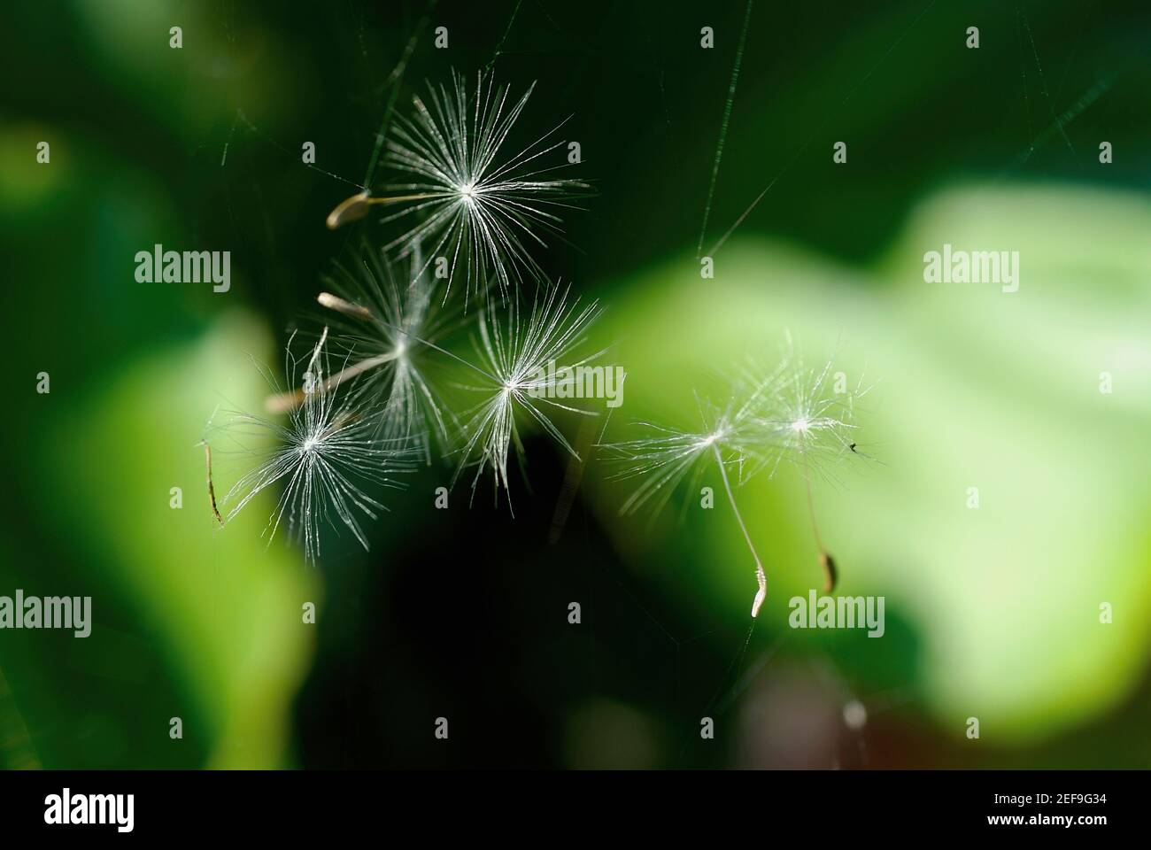 Image of a dandelion hi-res stock photography and images - Alamy