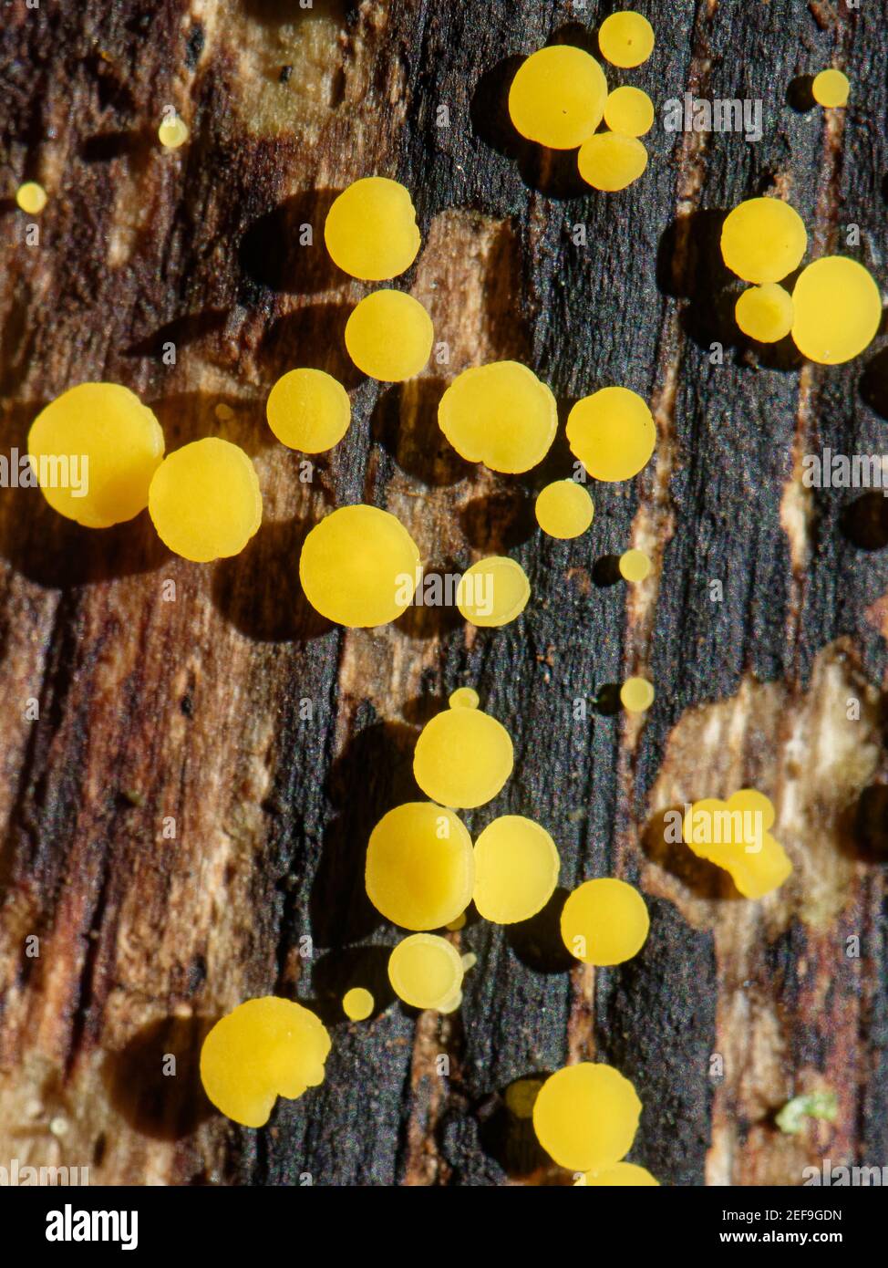 Yellow fairy cups / Lemon disco fungus (Bisporella citrina) fruiting cups emerging from a rotting log, GWT Lower Woods reserve, Gloucestershire, UK. Stock Photo