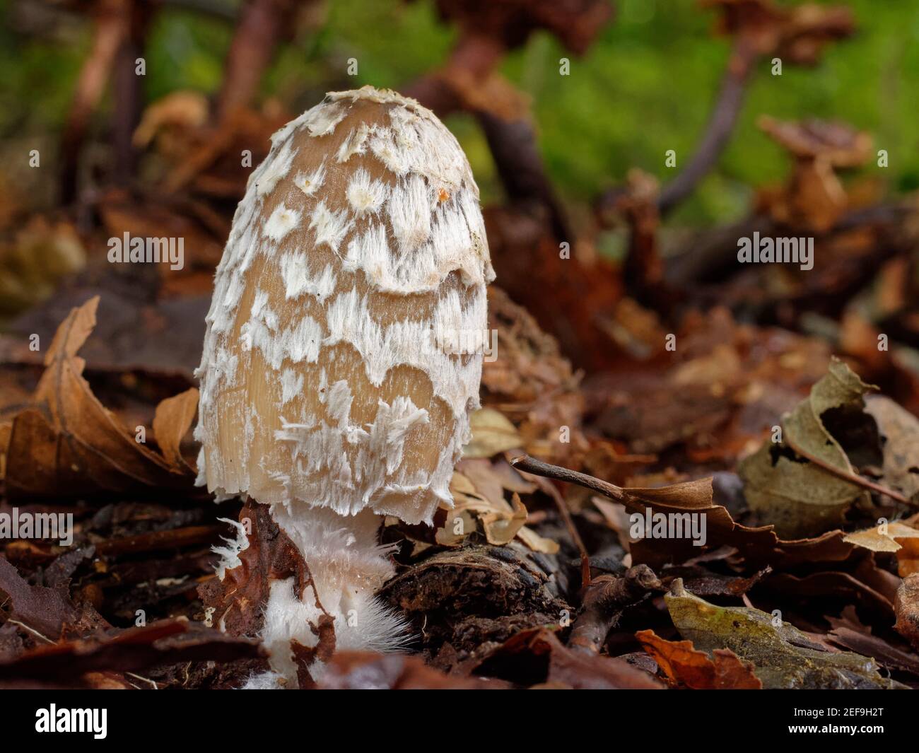 Magpie inkcap (Coprinopsis / Coprinus picacea) young fungus emerging through leaf litter in beech woodland, Buckholt wood NNR, Gloucestershire, UK Stock Photo