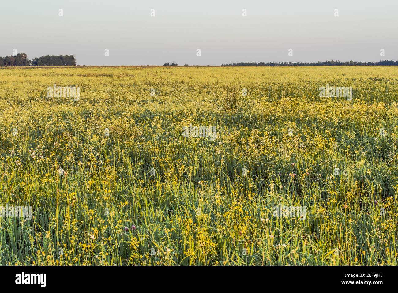 View of a flower meadow in the field. Stock Photo