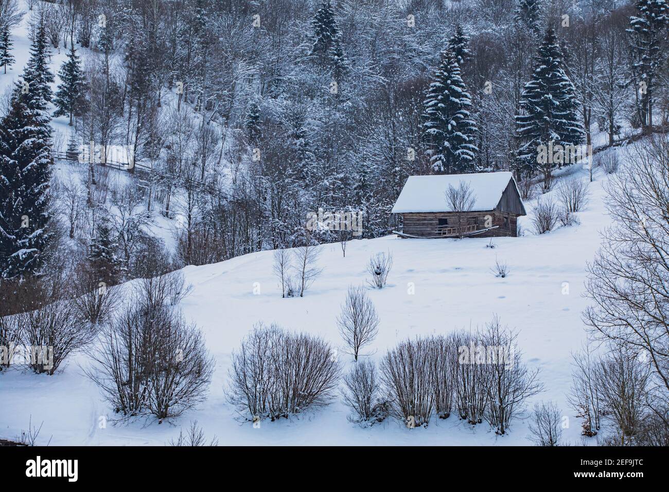 the old wooden house in the snowy forest Stock Photo - Alamy