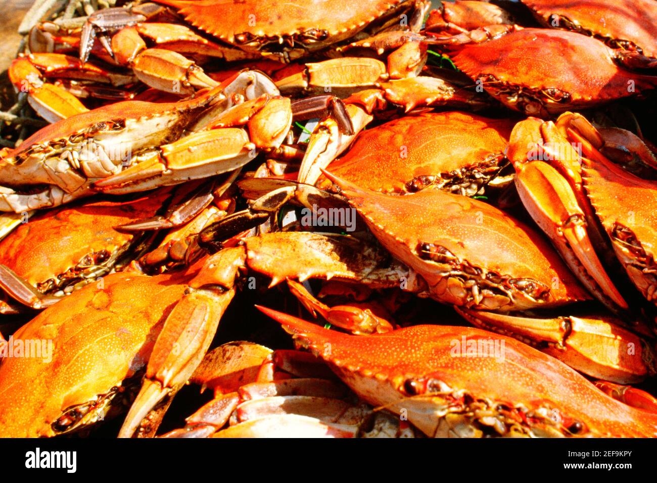 Crabs close up living hi-res stock photography and images - Alamy