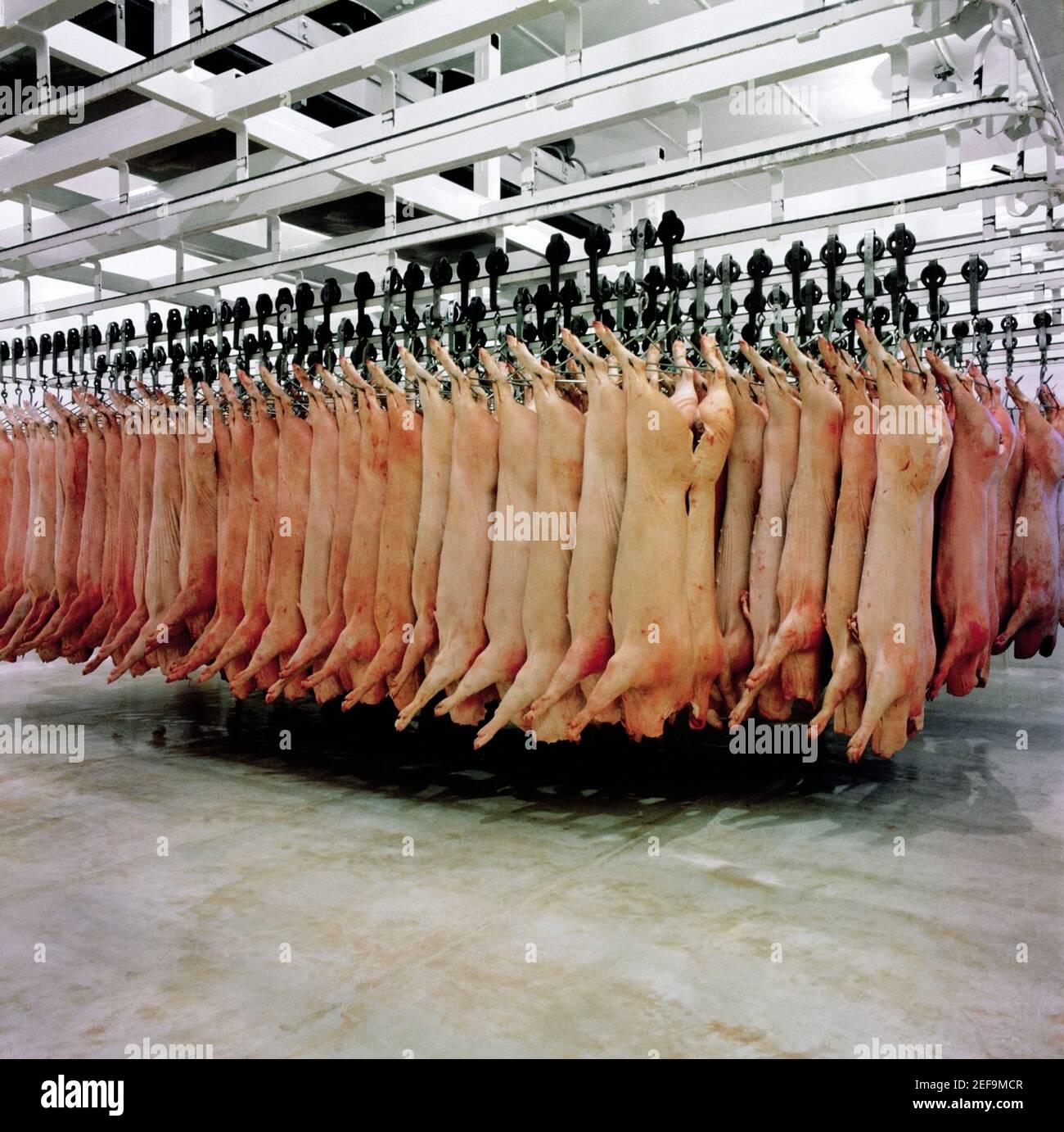 Skinned pigs hanging in a slaughterhouse Stock Photo