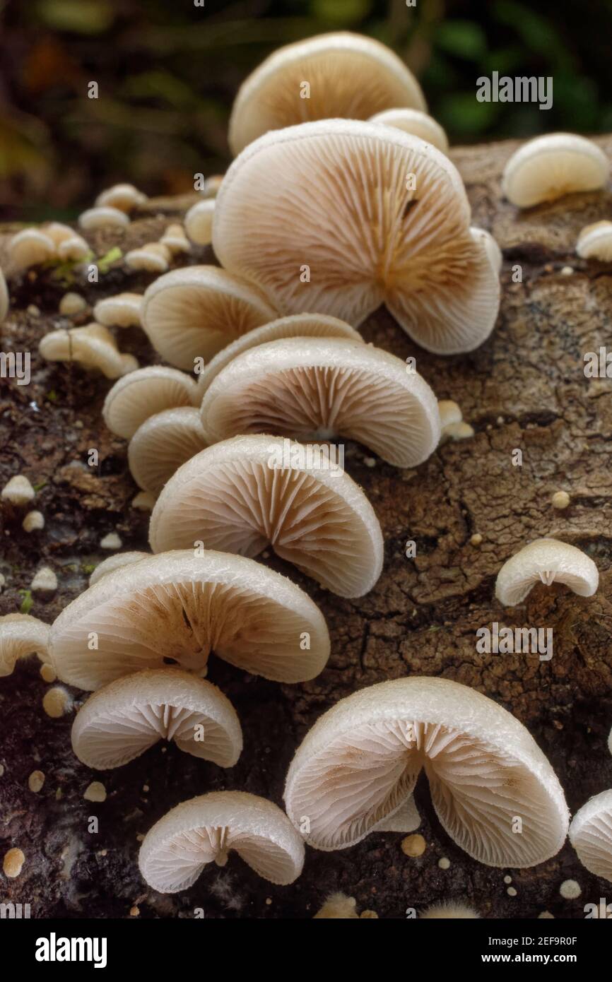 Peeling oysterling / Soft slipper fungus (Crepidotus mollis) cluster growing on a rotting log, GWT Lower Woods reserve, Gloucestershire, UK, October. Stock Photo