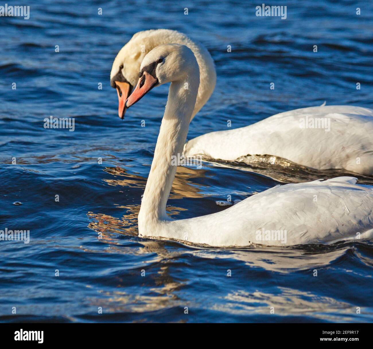 Duddingston Loch, Edinburgh, Scotland UK weather. 17th February 2021.Harmony. Sunshines on female and male (behind) Mute Swans (Cygnus Olor) framed together as they swim on the choppy loch surface. Temperature 7 degrees but a SW wind of 36km/h and potential gusts of 60km/h makes it feel a lot colder. The black knob at the base of the male Mute Swan's bill swells during the breeding season and becomes noticeably larger than the female's. The rest of the year the difference between the sexes is not obvious. Credit: Arch White/Alamy Live News Stock Photo