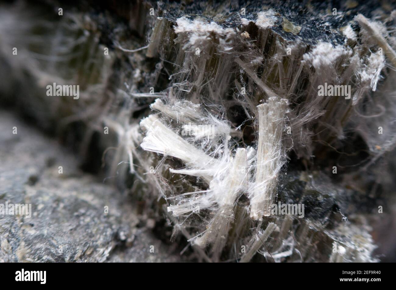 asbestos chrysotile fibers Stock Photo - Alamy