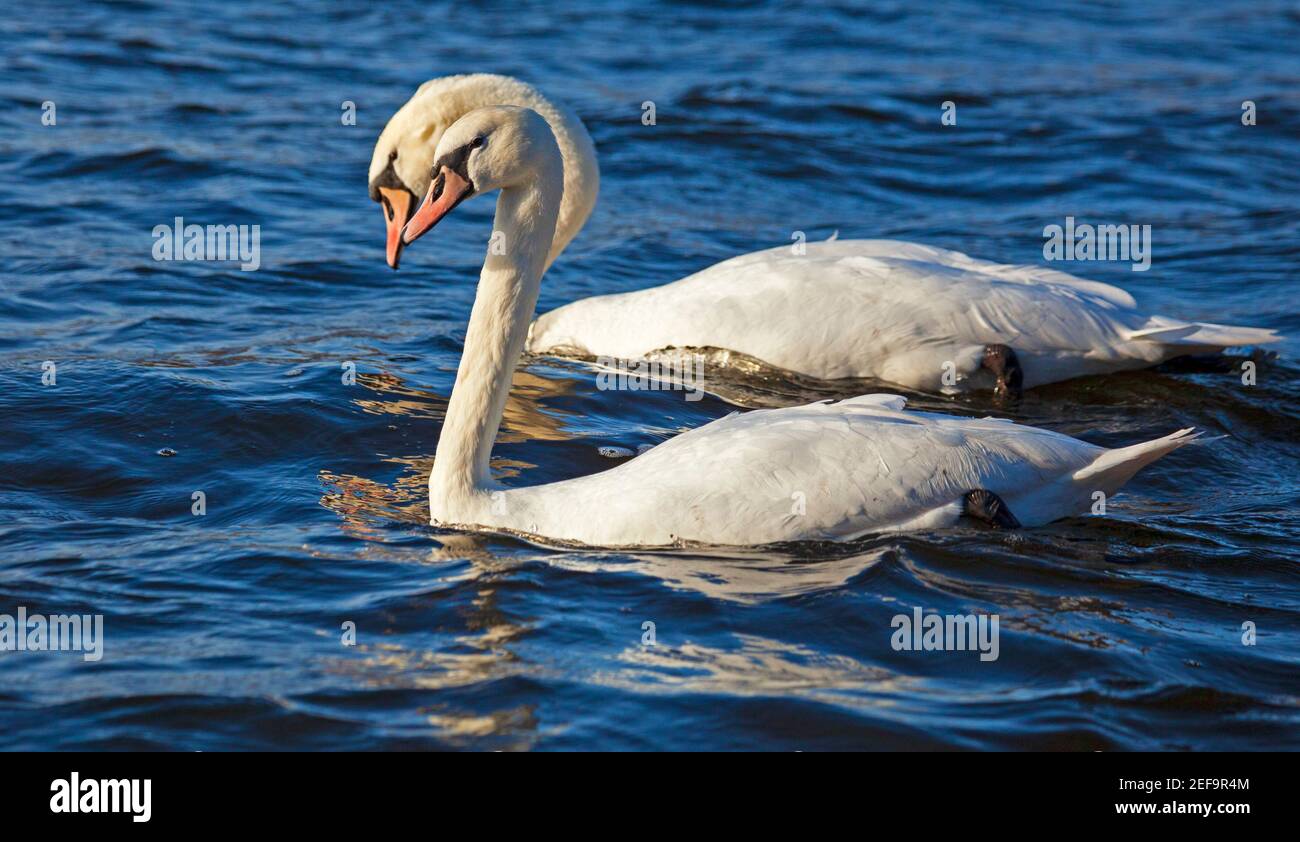 Duddingston Loch, Edinburgh, Scotland UK weather. 17th February 2021.Harmony. Sunshines on female and male (behind) Mute Swans (Cygnus Olor) framed together as they swim on the choppy loch surface. Temperature 7 degrees but a SW wind of 36km/h and potential gusts of 60km/h makes it feel a lot colder. The black knob at the base of the male Mute Swan's bill swells during the breeding season and becomes noticeably larger than the female's. The rest of the year the difference between the sexes is not obvious. Credit: Arch White/Alamy Live News Stock Photo