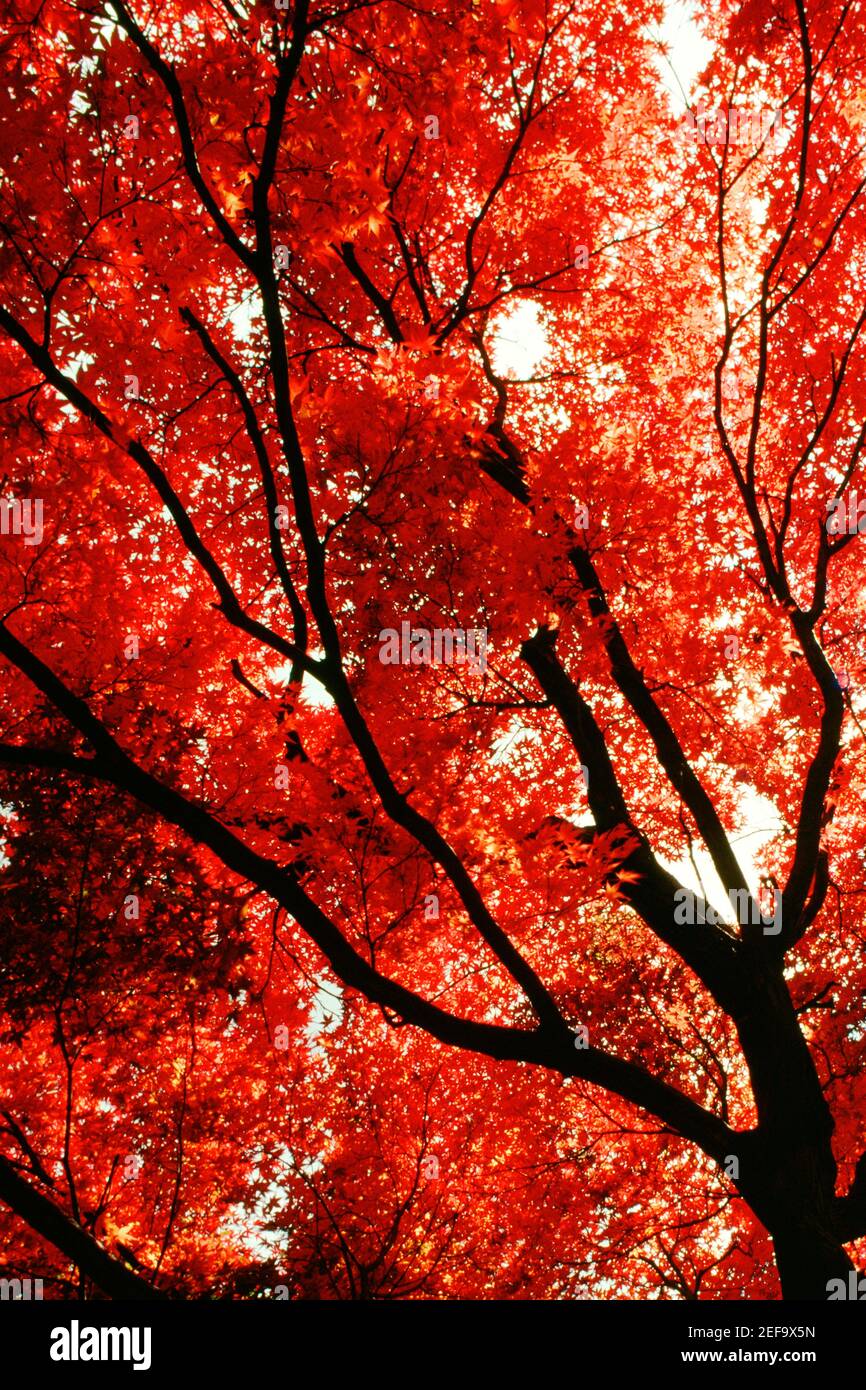 Low angle view of a maple tree Stock Photo - Alamy