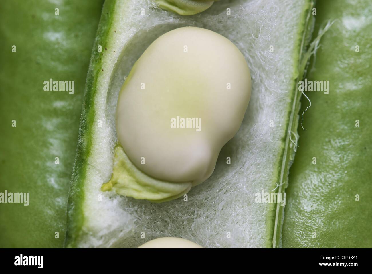 Broad bean pod hi-res stock photography and images - Alamy