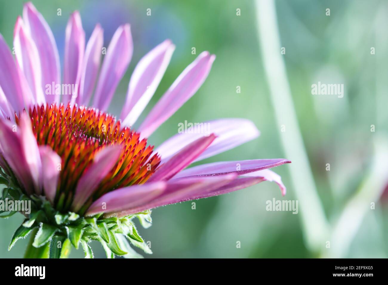 Purple pink echinacea coneflower close up  with focus on the vibrant flower head centerpiece, pastel pink petals and blue green cyan background Stock Photo